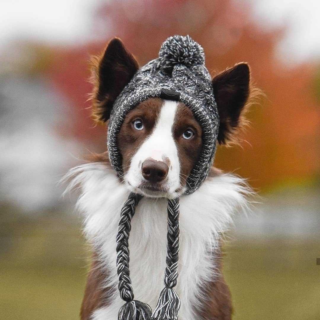 Winter Fashion Dog Hat