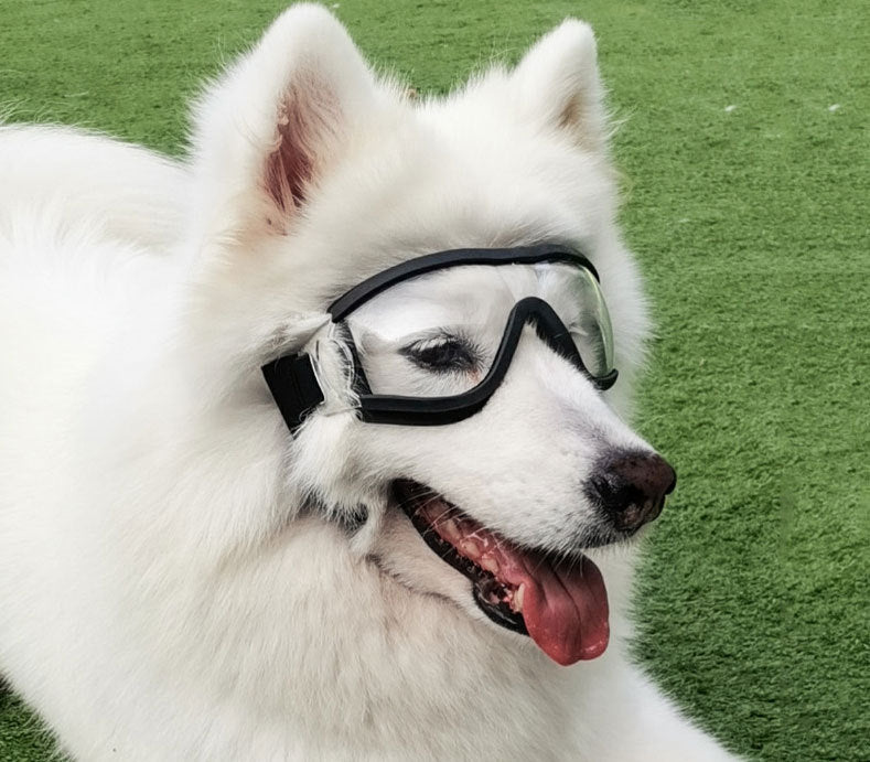 Pet Sunglasses