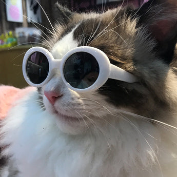 Red Pet Sunglasses