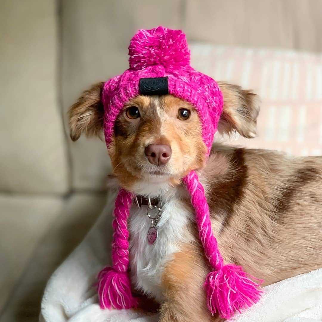 Knitting Dog Hat