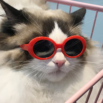 Red Pet Sunglasses