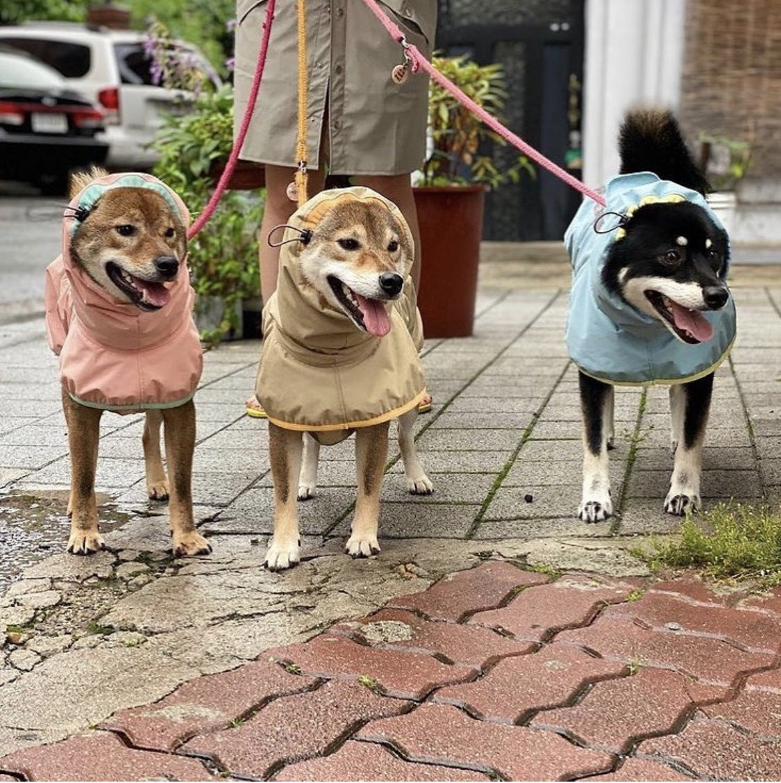 Dog Raincoats For Walking Safety